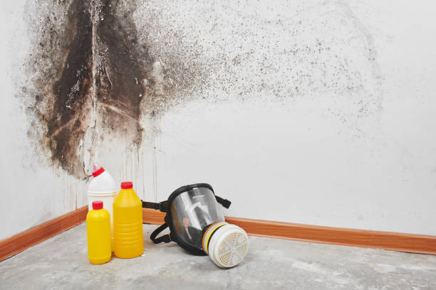 Best Fast Mold Removal  in Wtell, LA