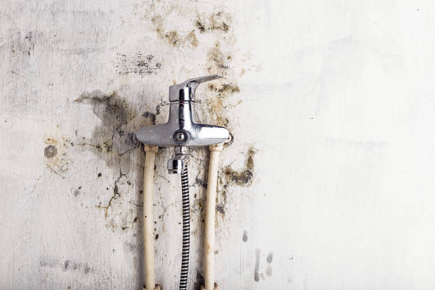 Best Black Mold Removal  in Wtell, LA