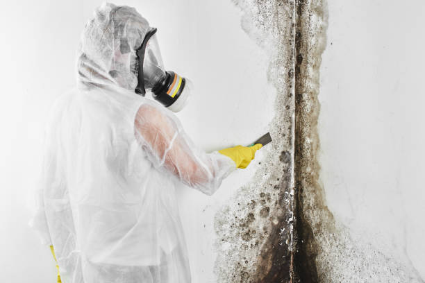 Best Best Mold Removal Companies  in Wtell, LA