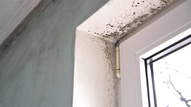 Best Mold Removal Near Me  in Wtell, LA