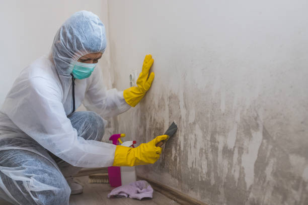 Best Mold Cleaning Services  in Wtell, LA
