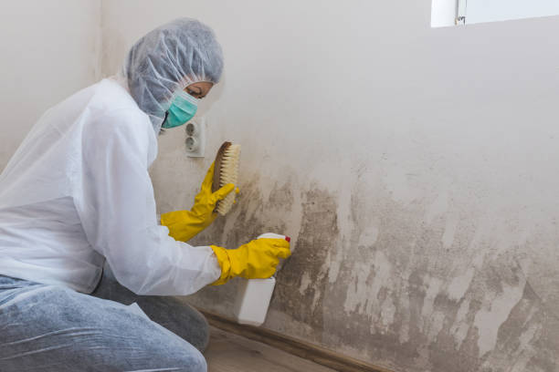 Best Mold Inspection  in Wtell, LA