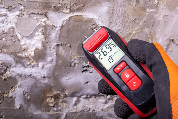 Best Local Mold Removal Service  in Wtell, LA