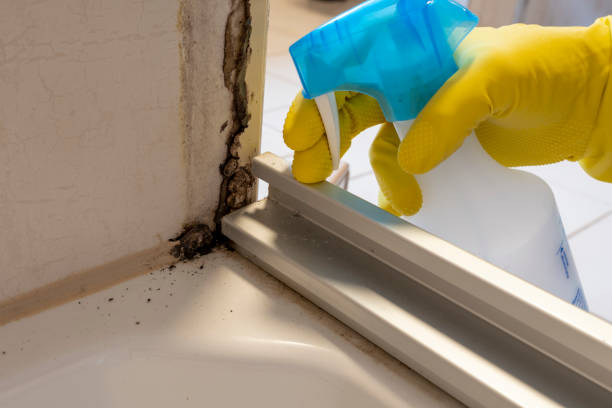 Best Emergency Mold Removal  in Wtell, LA