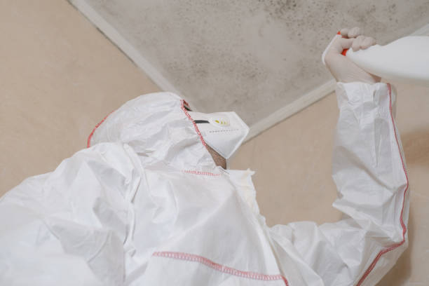 Reliable Lawtell, LA Mold Removal Solutions