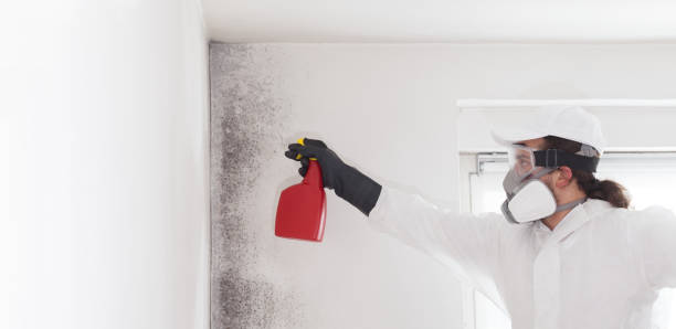 Best Mold Damage Repair  in Wtell, LA