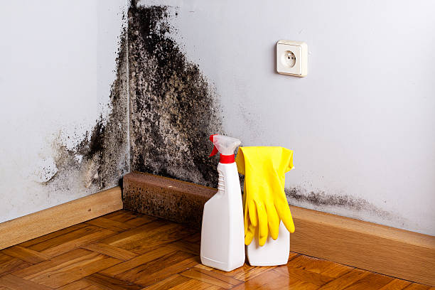 Best Mold Testing  in Wtell, LA