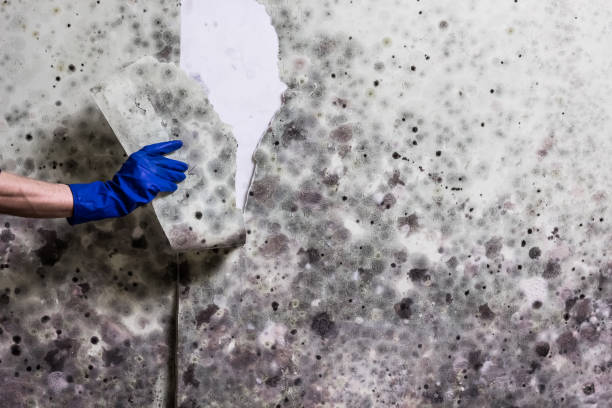 Best Emergency Mold Removal  in Wtell, LA