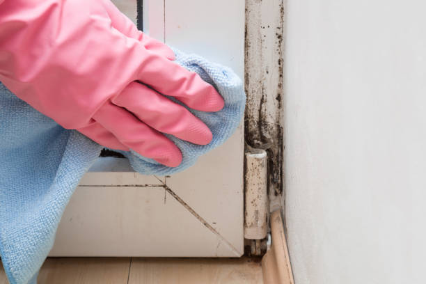 Reliable Lawtell, LA Mold Removal Solutions
